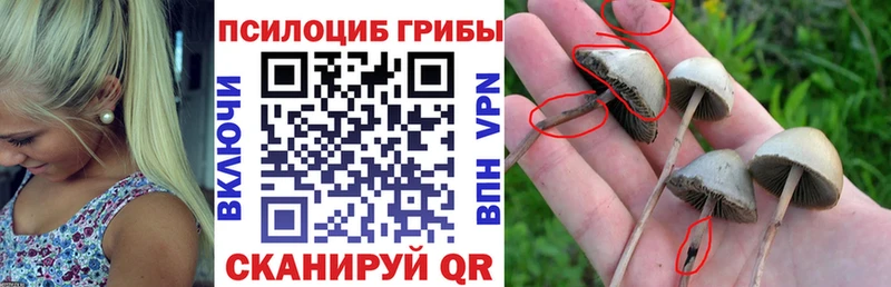 как найти   Заволжск  Галлюциногенные грибы Psilocybe 